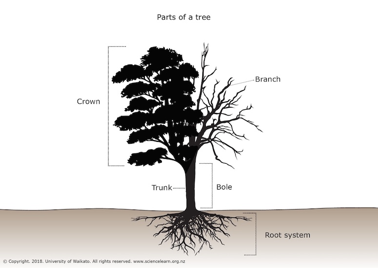 Mental Model of Tree by Scientist